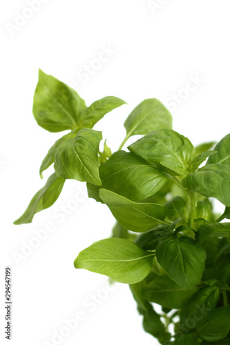 Basil. Sweet basil sprout in flower pot.