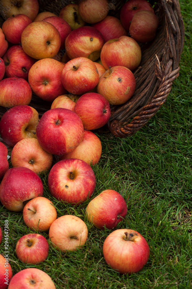 Closeup of organic red apple falling from wooden basket Closeup of organic red apple falling from wooden basket