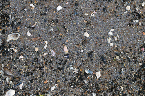 shells on wet sand background