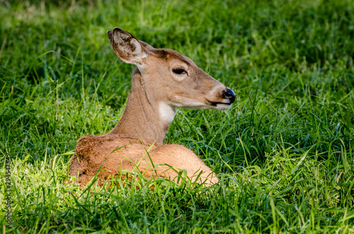 Whitetail Doe In The Colville National Forest.