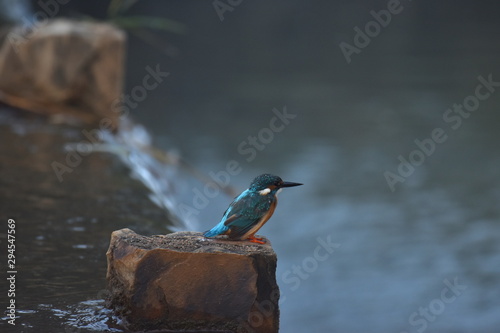 Common Asian Kingfisher (Alcedo atthis) sitting calmy and continously looking in water in  search of fish sighted during a safari at Panna National Park, Madhya Pradesh, India, Asia photo