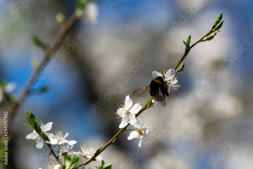 bumblebee are all in the dust of flowers