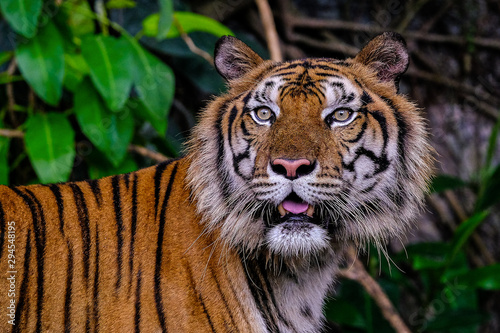 Close up view of a Siberian tiger (Panthera tigris altaica) photo