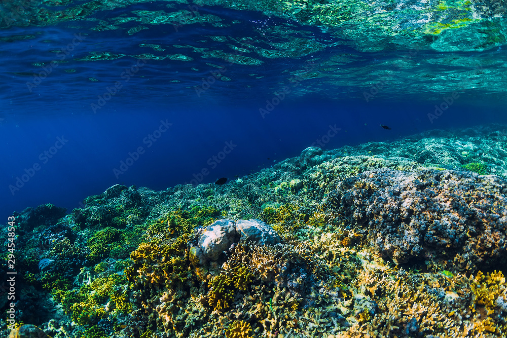 Underwater scene with corals and tropical fish in tropical blue ocean. Underwater scene with corals and tropical fish in tropical blue ocean.