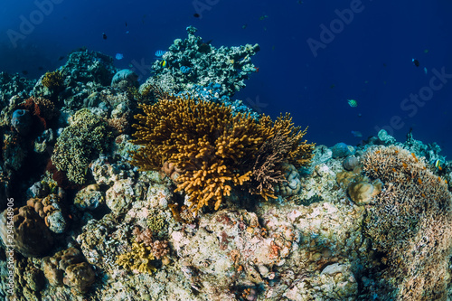 Underwater view with rocks and corals in transparent blue ocean. Underwater landscape © artifirsov