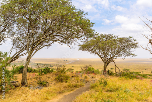 Panorama view to the beautiful bush savannah of Serengeti, Tanzania - Safari in wilderness of Africa