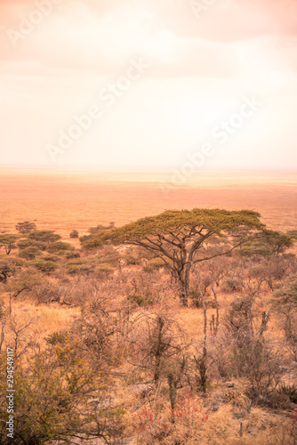 Panorama view to the beautiful bush savannah of Serengeti at sunset, Tanzania - Safari in wilderness of Africa