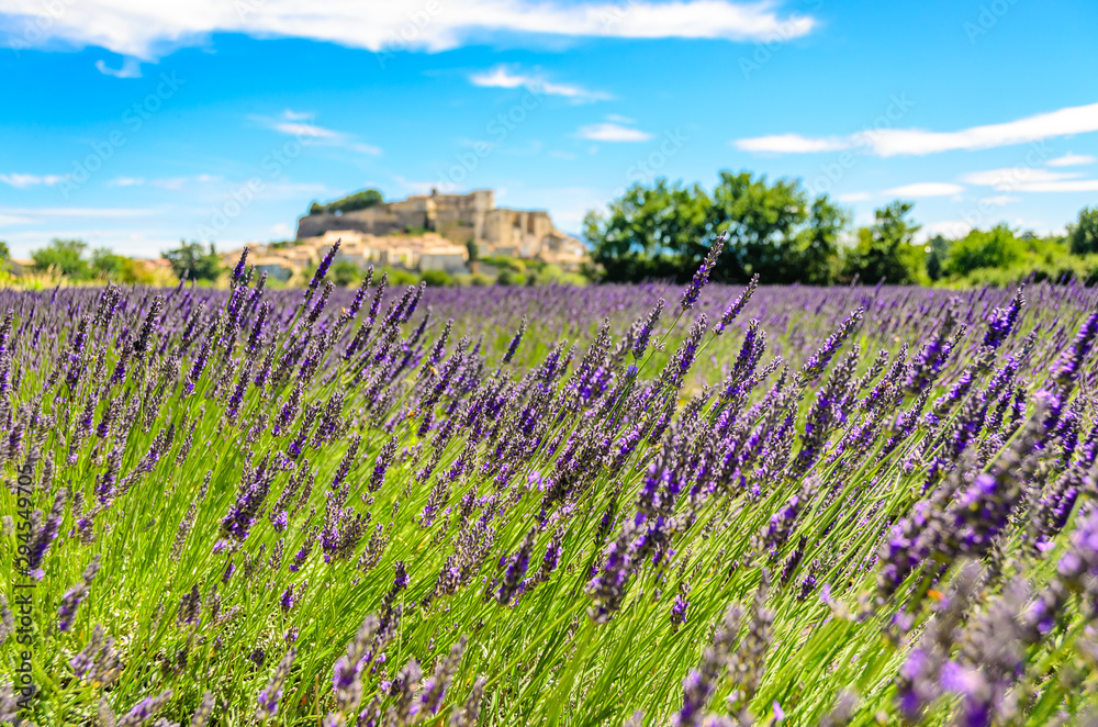 Obraz premium Lavender fields at village Gordes, a small medieval town in Provence, Travel destination in France.