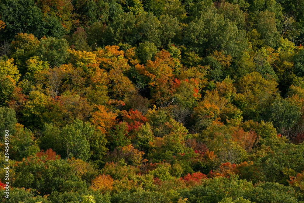 Fall colour seen from above, with telephoto lens, on King Mountain trail in Gatineau Park, near Ottawa, Canada. A forest of trees turning red and orange. Gatineau Park, Quebec, Canada