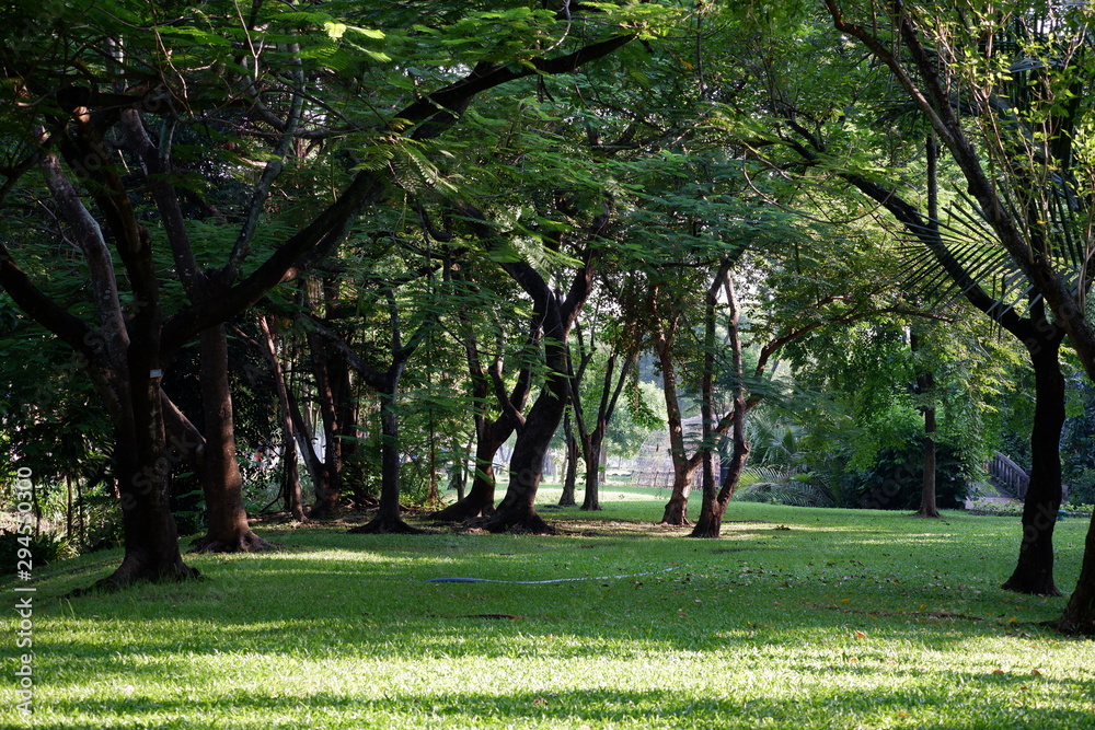 The nature of trees in the park at Suanluang RAMA IX , Suan luang , Thailand The nature of trees in the park at Suanluang RAMA IX , Suan luang , Thailand
