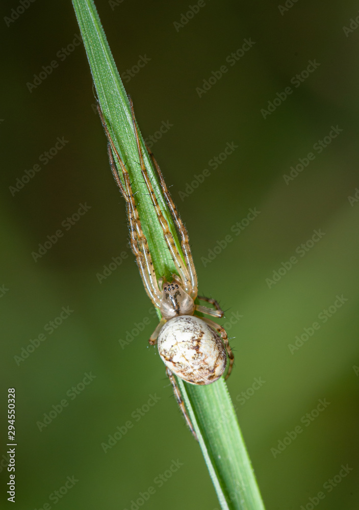 spider hiding itself along on grass leaf