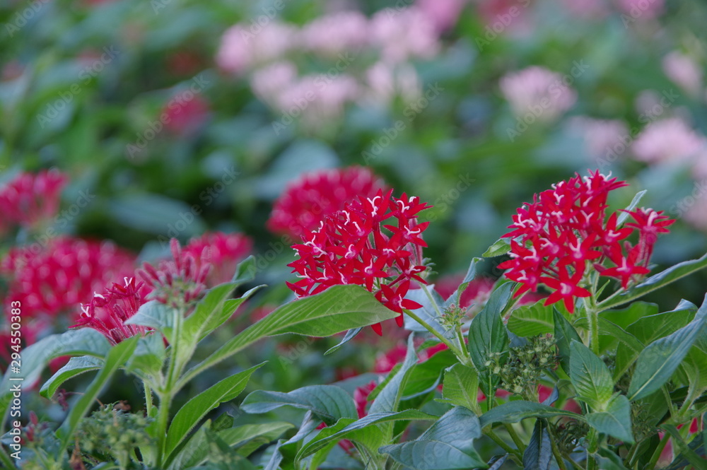 ペンタスの花 ペンタスの花