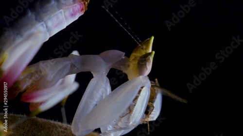 orchid mantis eating