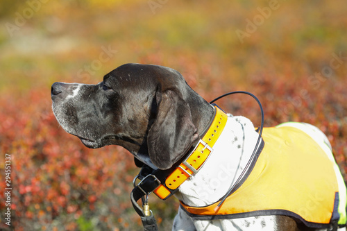 Dog english pointer photo