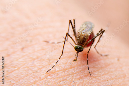 Striped mosquitoes are eating blood on human skin. Mosquitoes are carriers of dengue fever and malaria.Dengue fever is very widespread during the rainy season.