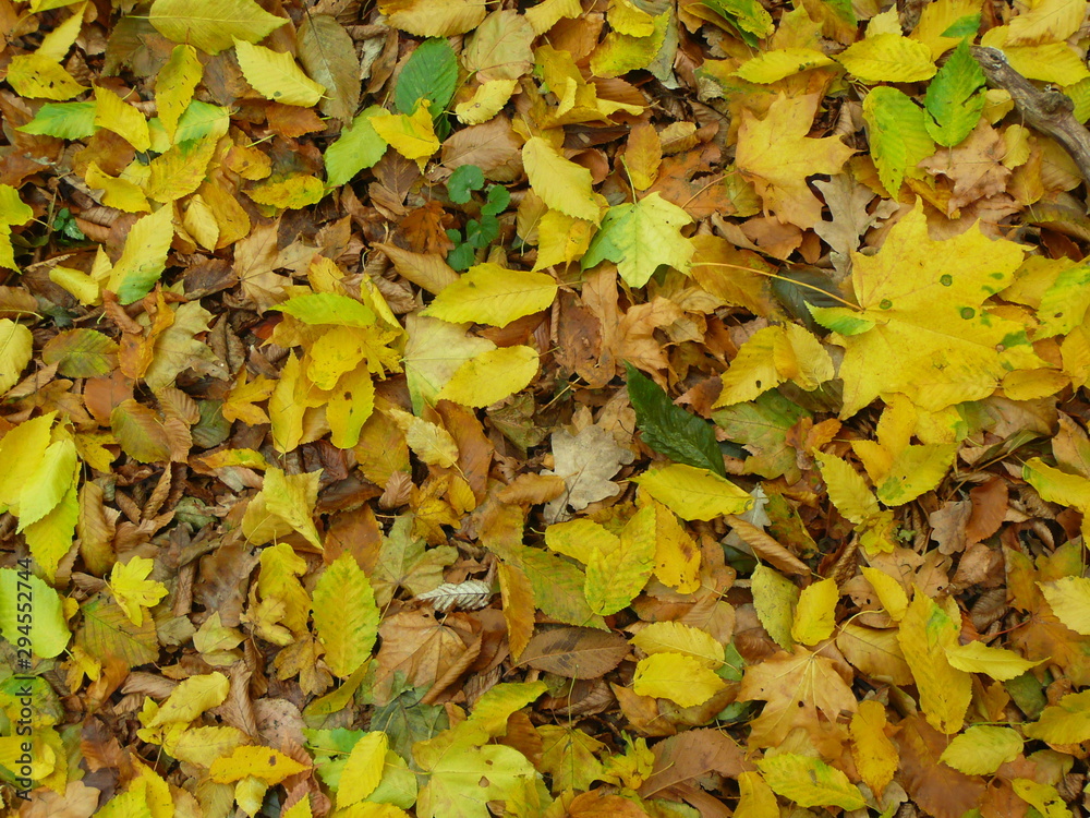 autumn leaves background autumn leaves background