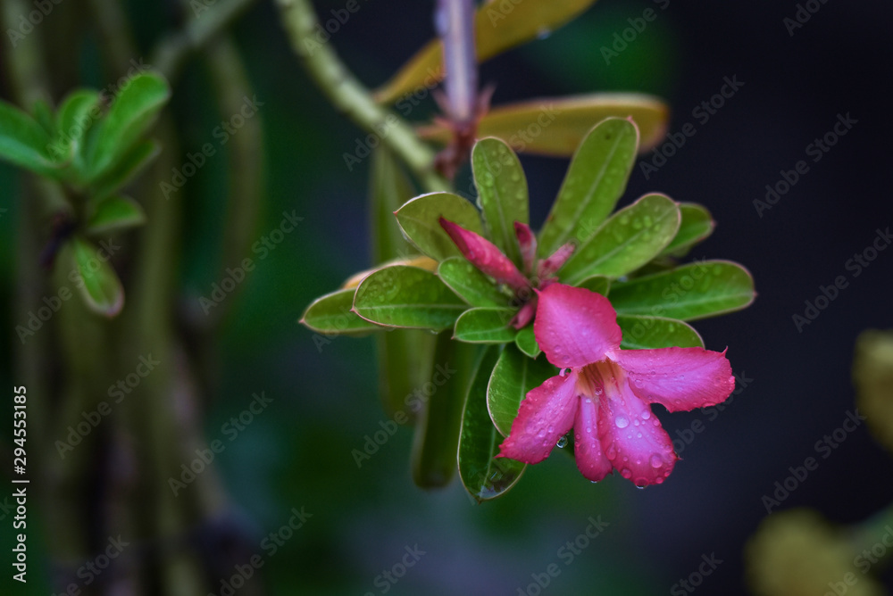 clean and vibrant tiny pink flower after the rain clean and vibrant tiny pink flower after the rain
