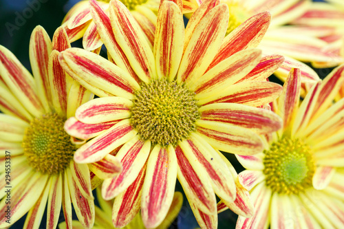 Yellow Gazania or Treasure flower in full bloom  Gazania rigens  Gazania splendens in autumn garden. 