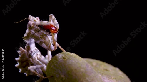 mantis catching and eating bug