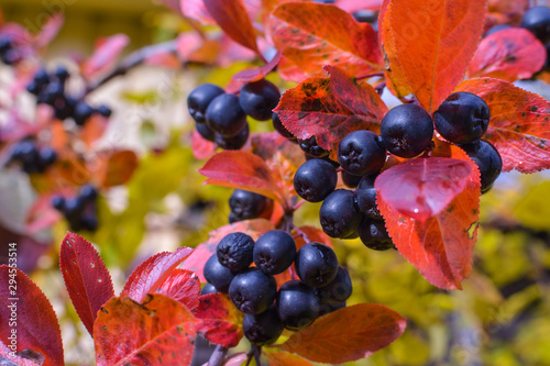 Black berries of the chokeberry on the background of dry leaves