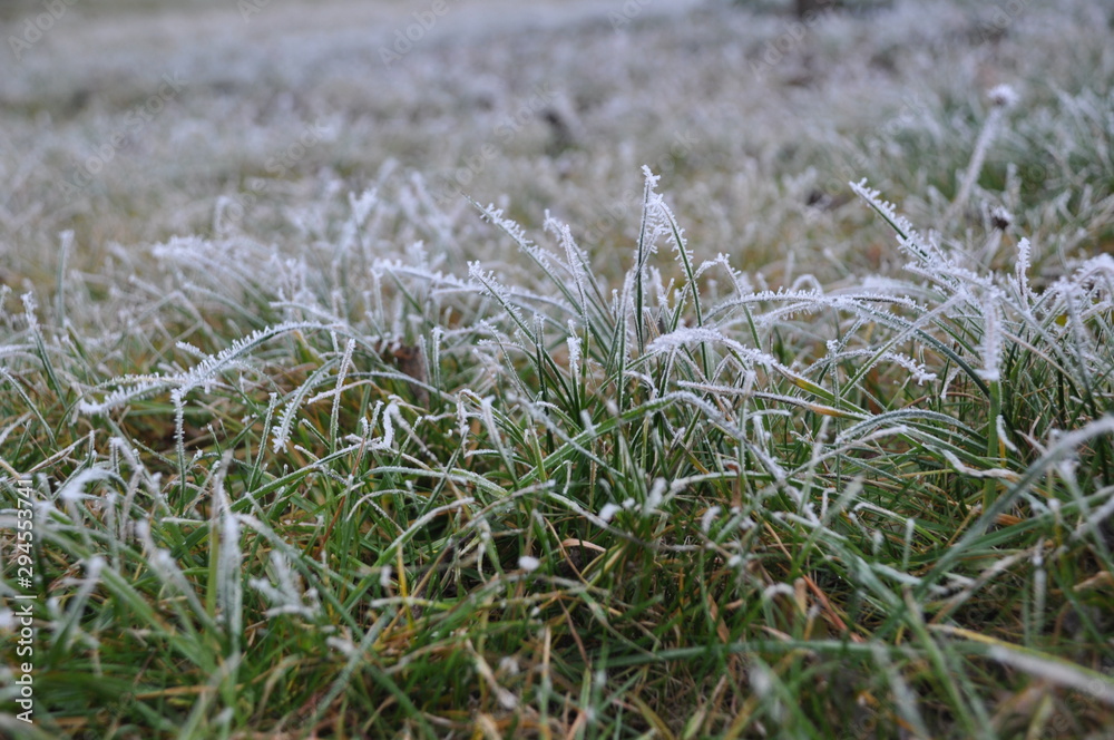 Eiskristale auf Graß Eiskristale auf Graß