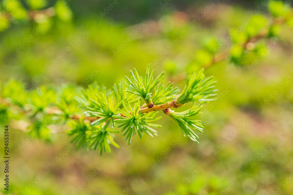 branch of larch (Larix) blooming in spring branch of larch (Larix) blooming in spring