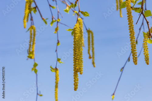 birch branch (Betula pendula) blooming in spring