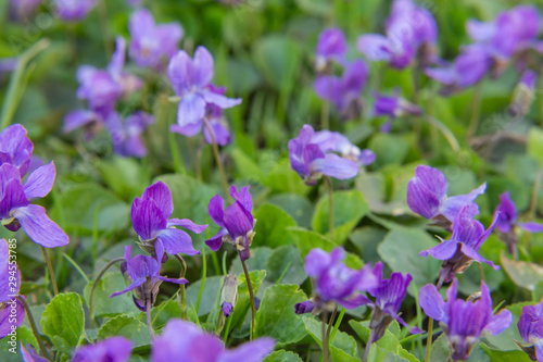 background of violet flowers violet fragrant (Viola odorata)