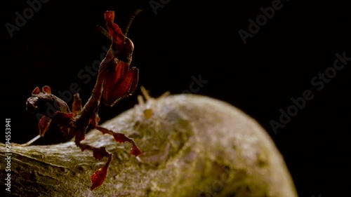 Ghost mantis hunting a grasshopper