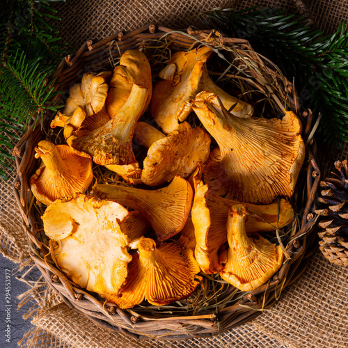 Real chanterelle, enjoyment from the forest