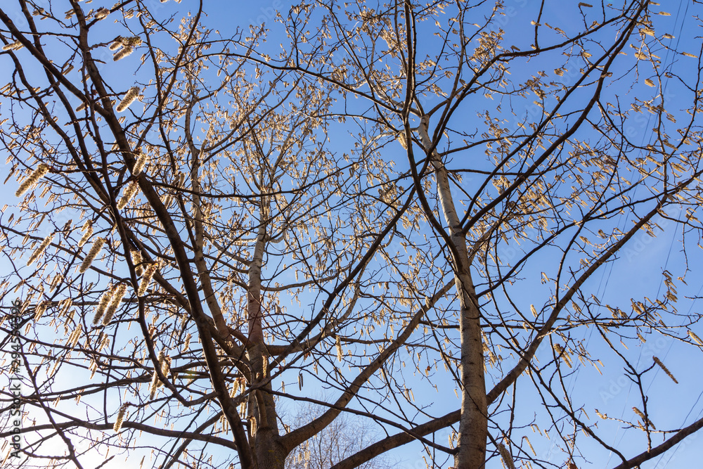 Spring aspen tree on a background of blue sky Spring aspen tree on a background of blue sky
