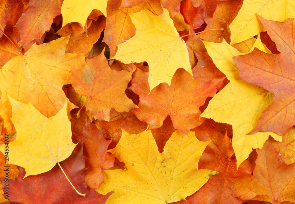 Maple leaves background