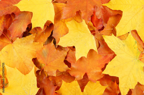 Autumn maple leaves texture