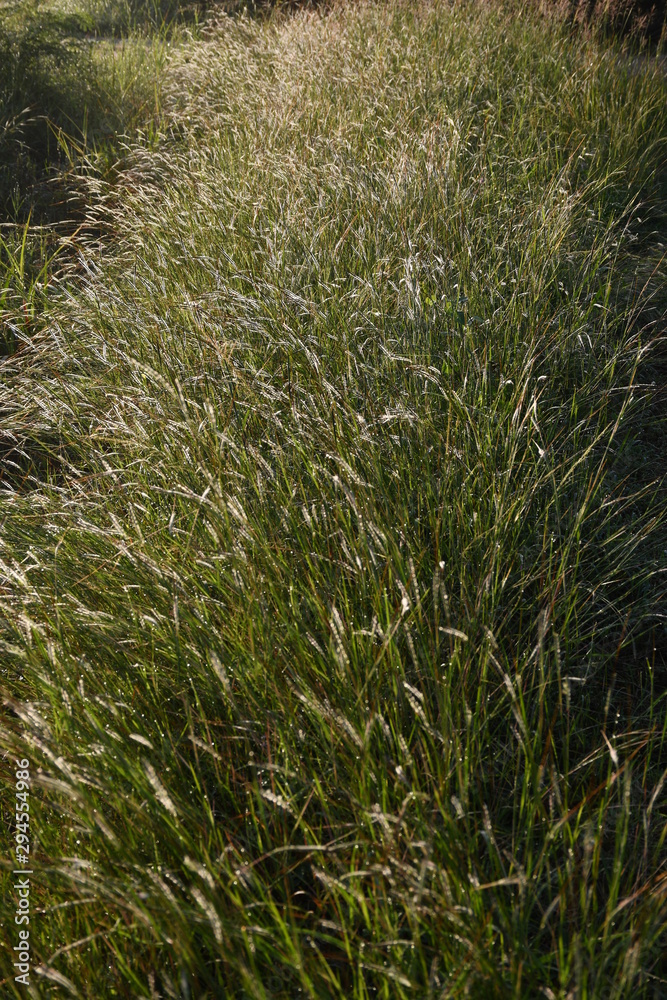 grass in the field grass in the field
