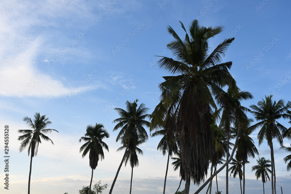 palm trees on beach palm trees on beach