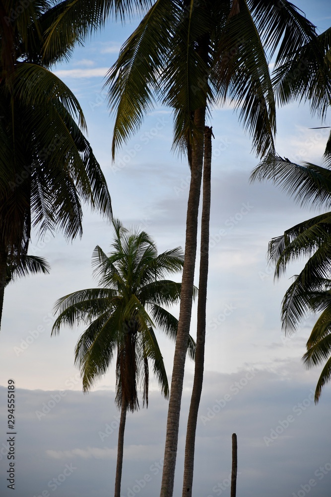 palm trees on beach at sunset palm trees on beach at sunset
