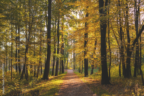 Yellow tree leaves in October.