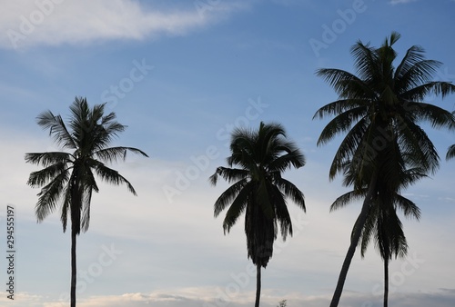 palm trees on beach © แหลมทอง พราหมพันธุ์