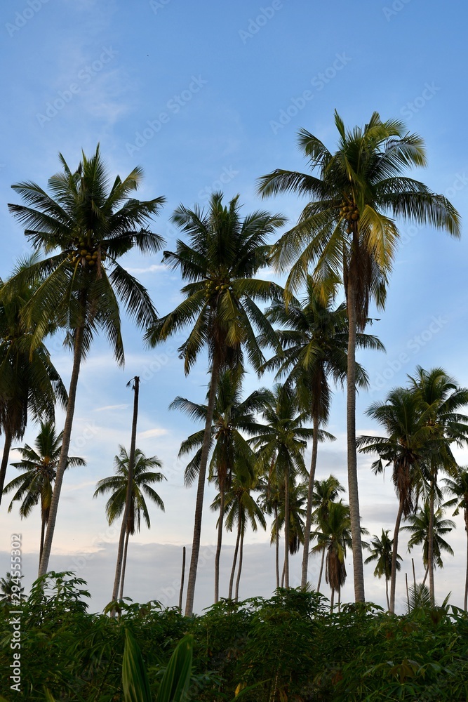 palm trees on beach