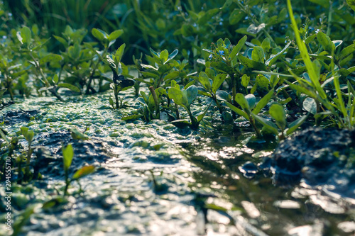 European  Water Speedwell or Brooklime  Veronica Beccabunga   a Succulent Herb with Blue Flowers  Evergreen Leaves Growing in a Wet Area on the Margin of a Brook. Was Used as Remedy for Land Scurvy.