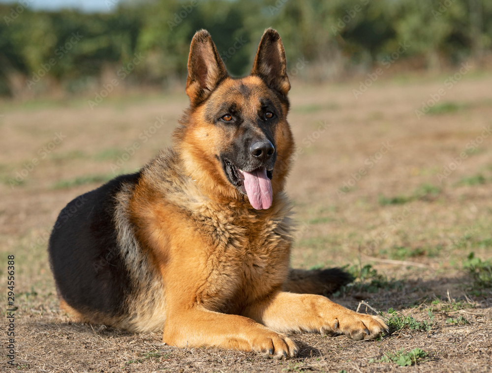 german shepherd in nature german shepherd in nature