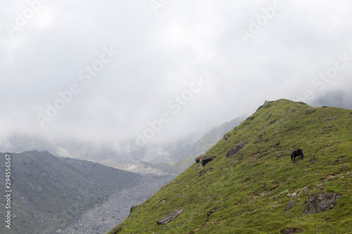 Landscape with cloud mountains, black horse. Travel, nature concept. Copy space