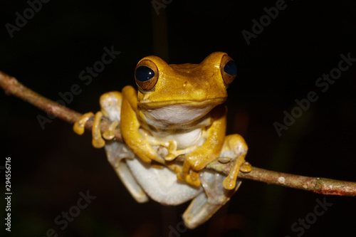 Arboreal frog from Sri Lanka, Sri Lanka whipping frog (Polypedates cruciger) photo