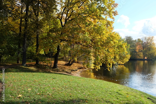 Beautiful autumn park forest. Orange, yellow and red leaves on the trees. Sunny weather.