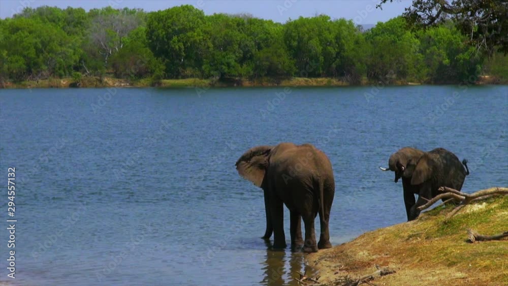 Elephants and birds wash and play in an African river. Elephants and birds wash and play in an African river.