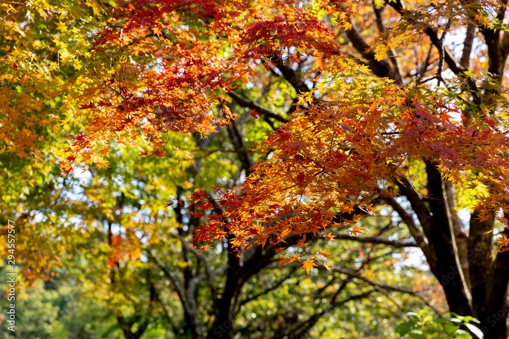 日本の秋の風景、もみじと色づき始めた山々