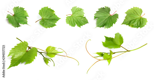 Εκτύπωση καμβά Set of fresh green grape leaves on white background
