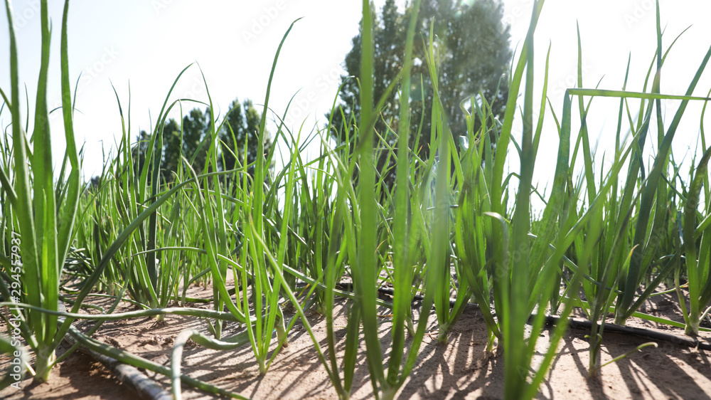 Fototapeta premium Young green onions in field on sunny day