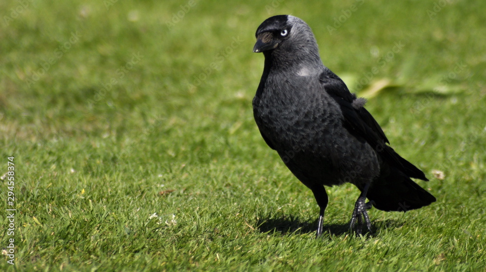 Raven on grass inquisitive Raven on grass inquisitive
