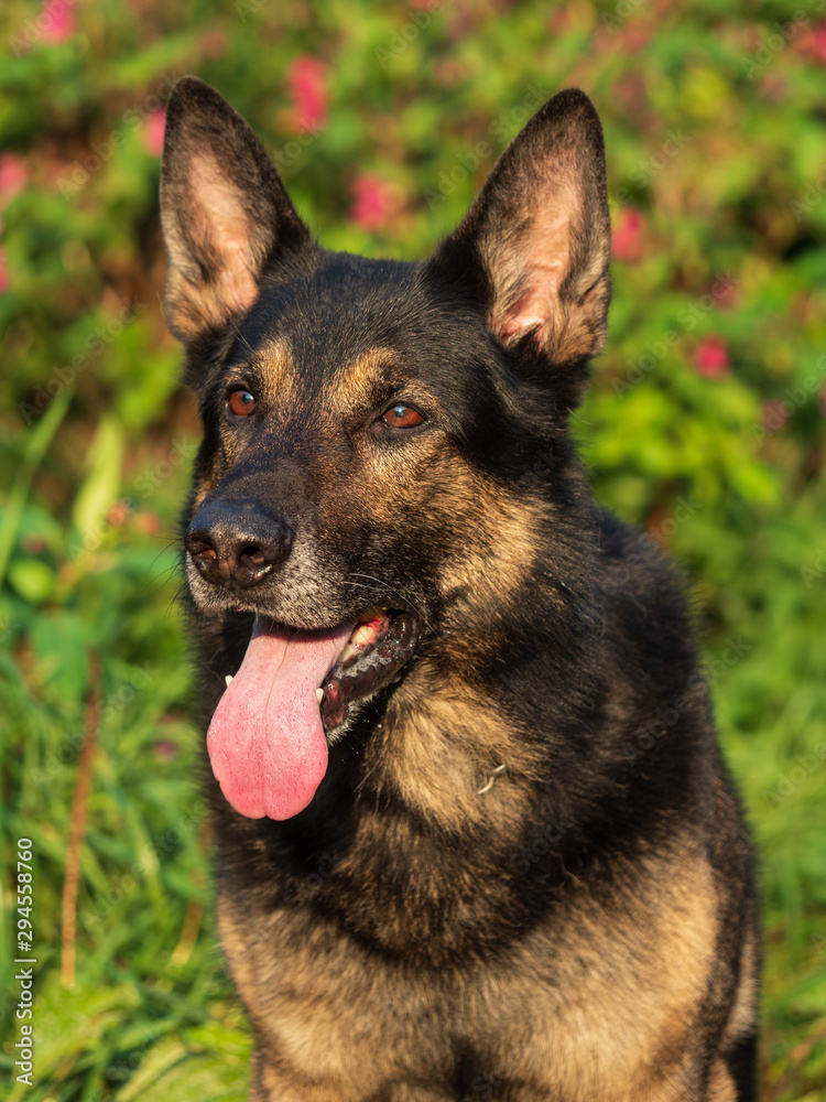 Portrait of a German shepherd on a natural background. Working dog
